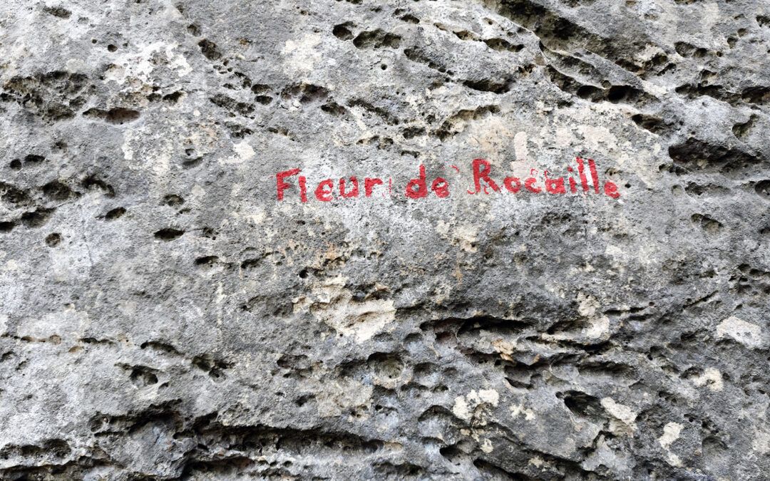 Fleur de rocaille